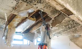 Best Mold Damage Restoration  in Parma Heights, OH